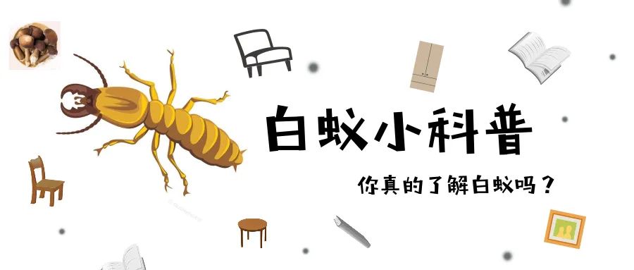 白蟻6.jpg